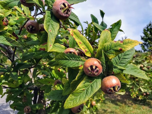 Nieszpułka zwyczajna (Mespilus germanica)